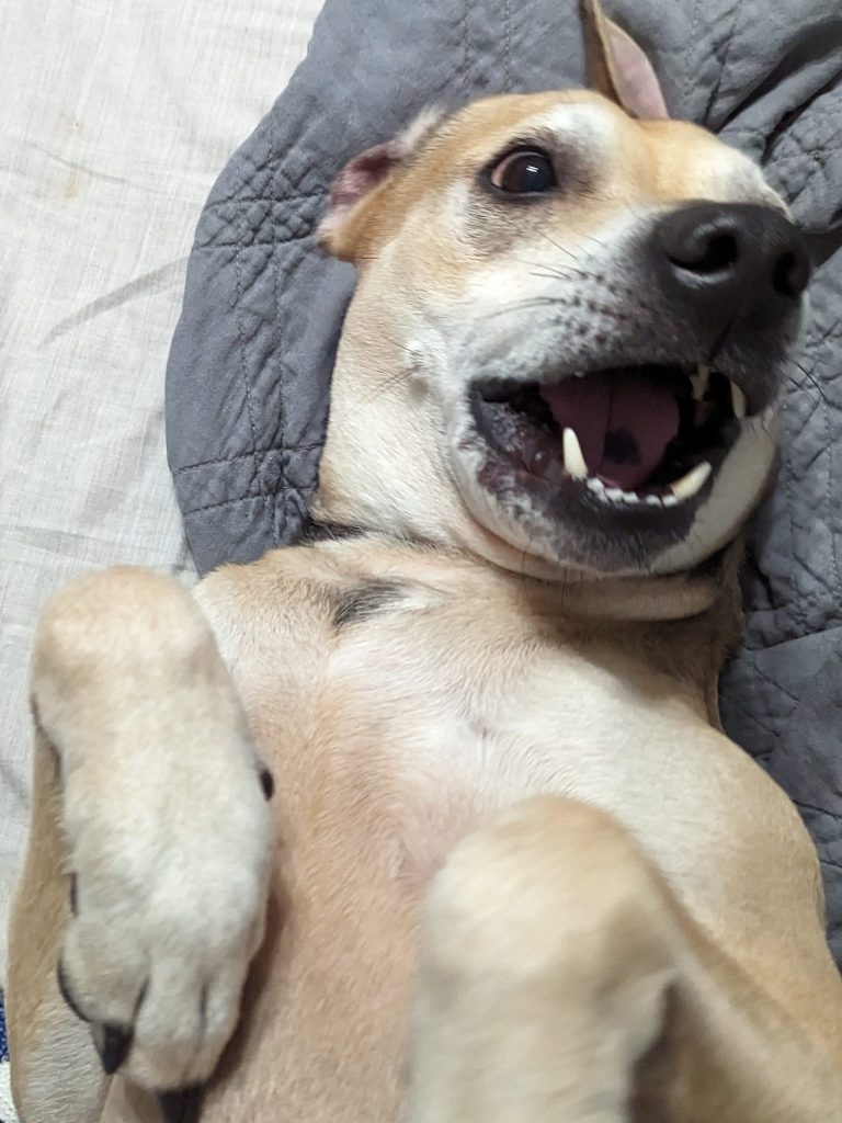 Odie